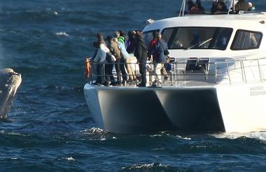 Whale watching with Southern Right Charters